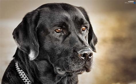 black labrador dog wallpapers